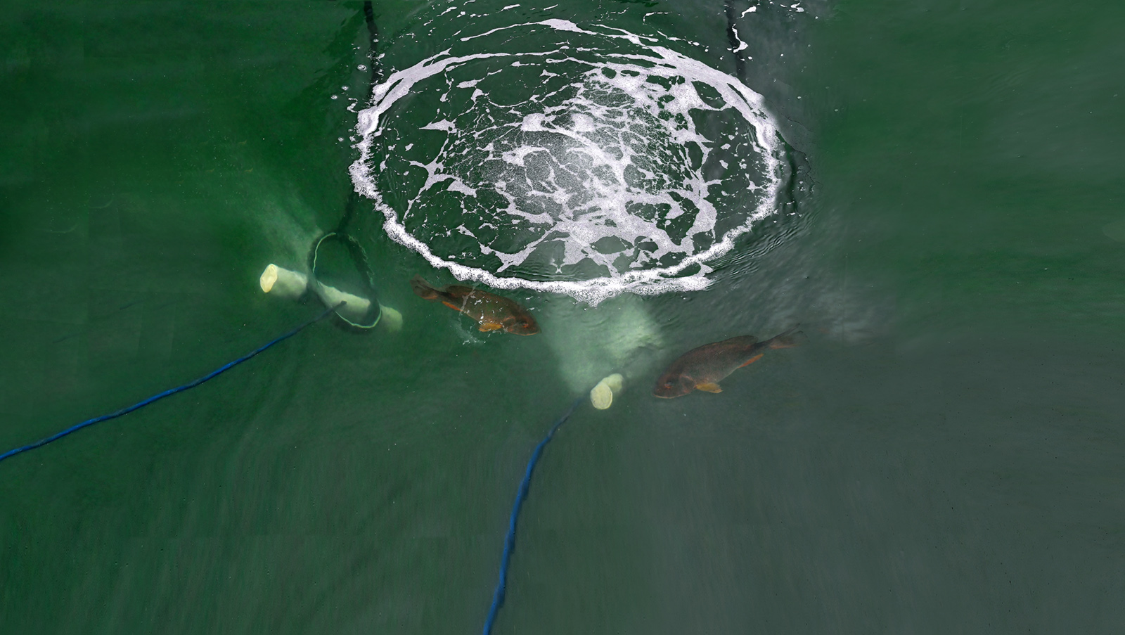 The Fish Farmer - What's in the water