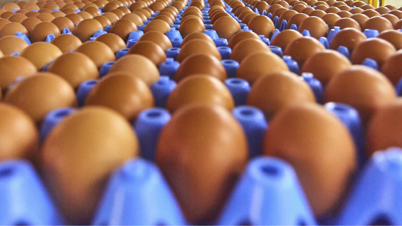 Farming for the future