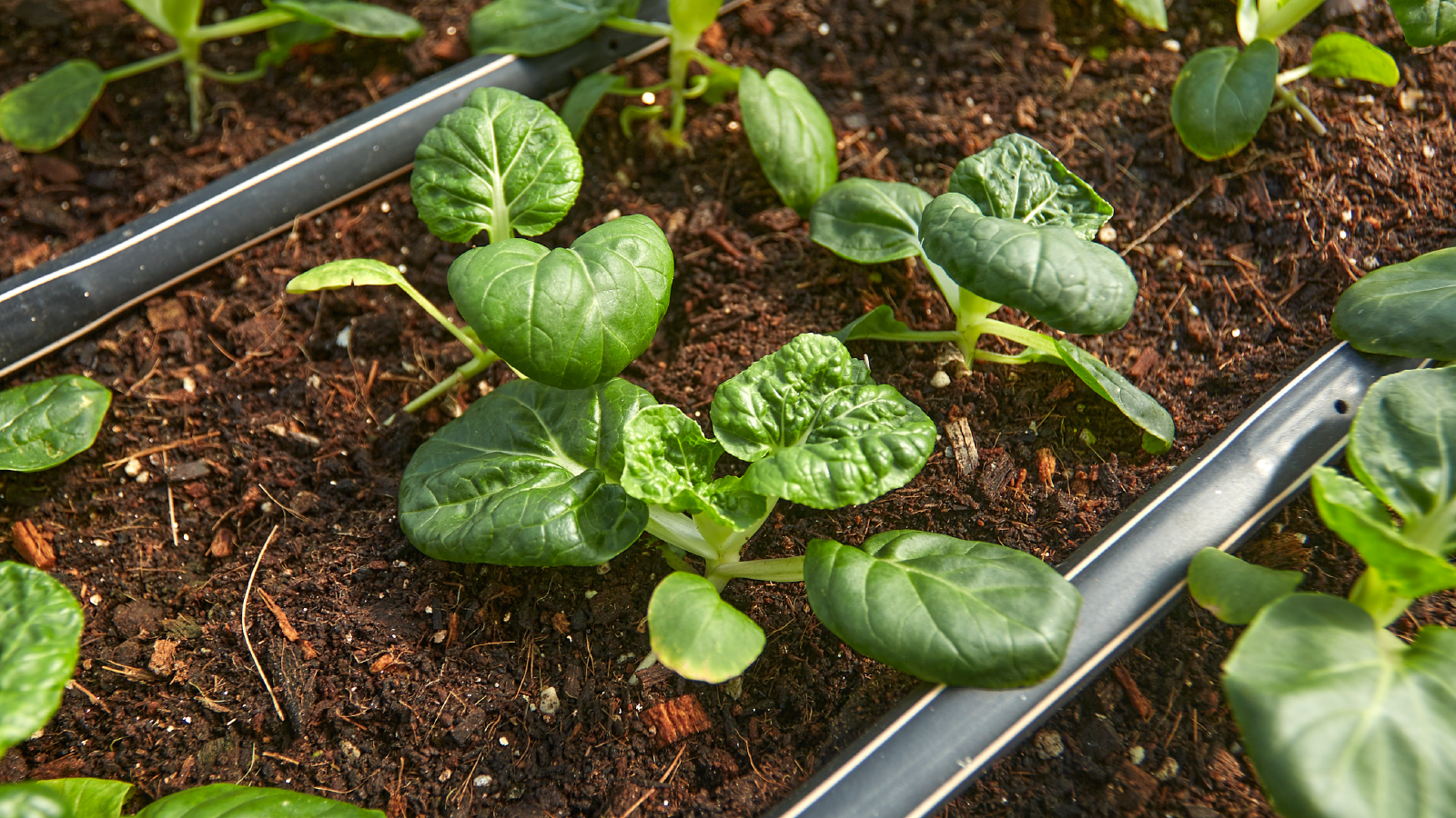 Customised plant food