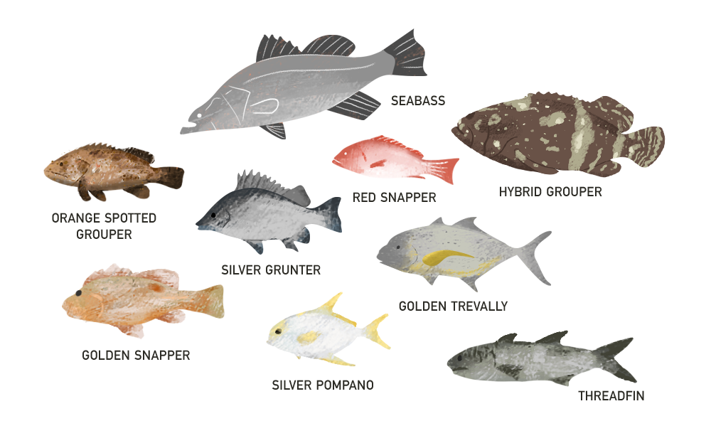 Prime Aqua Sea Farm - Raises 9 species of fish