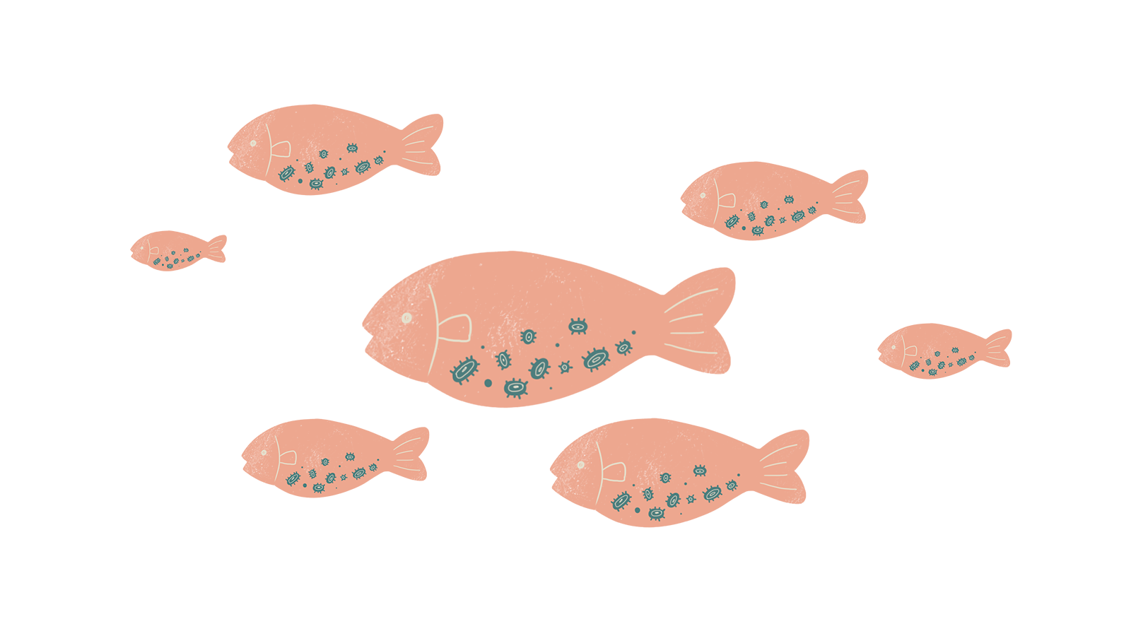 SAT - hatchling stage
