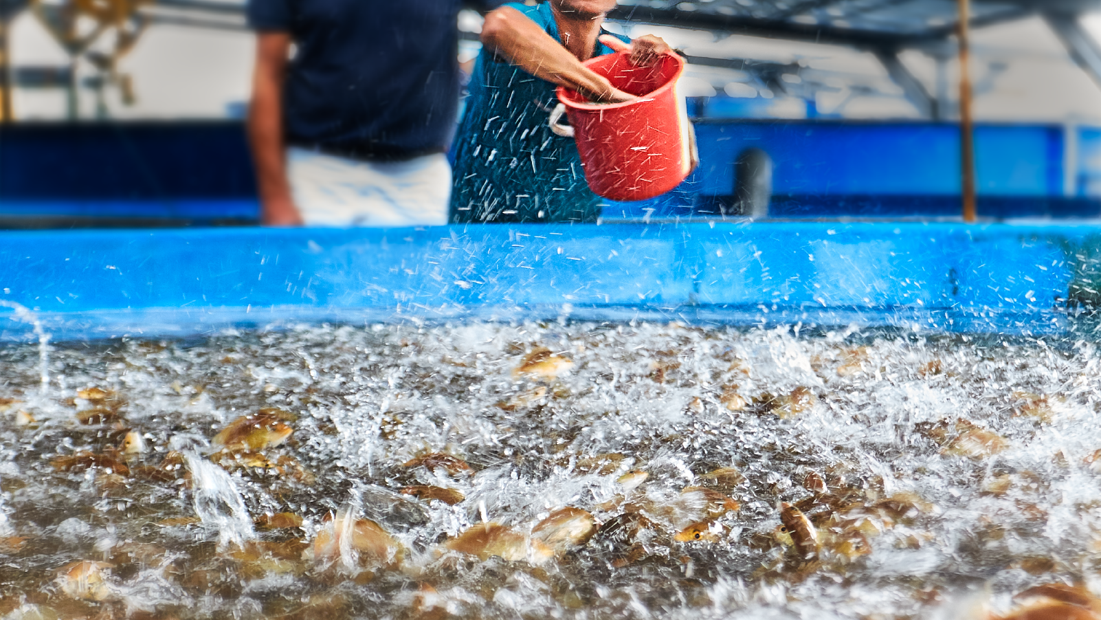 The life cycle of a fish