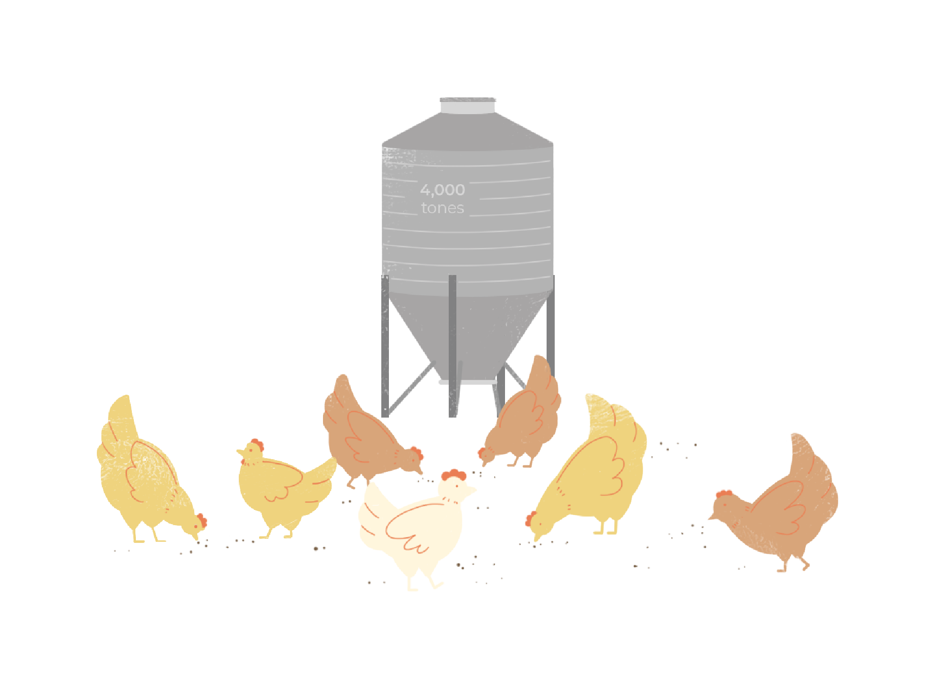 Seng Choon - Feeding chickens