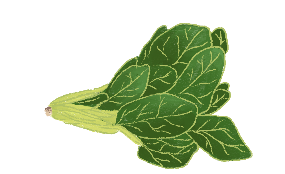 Yili Illustration 1