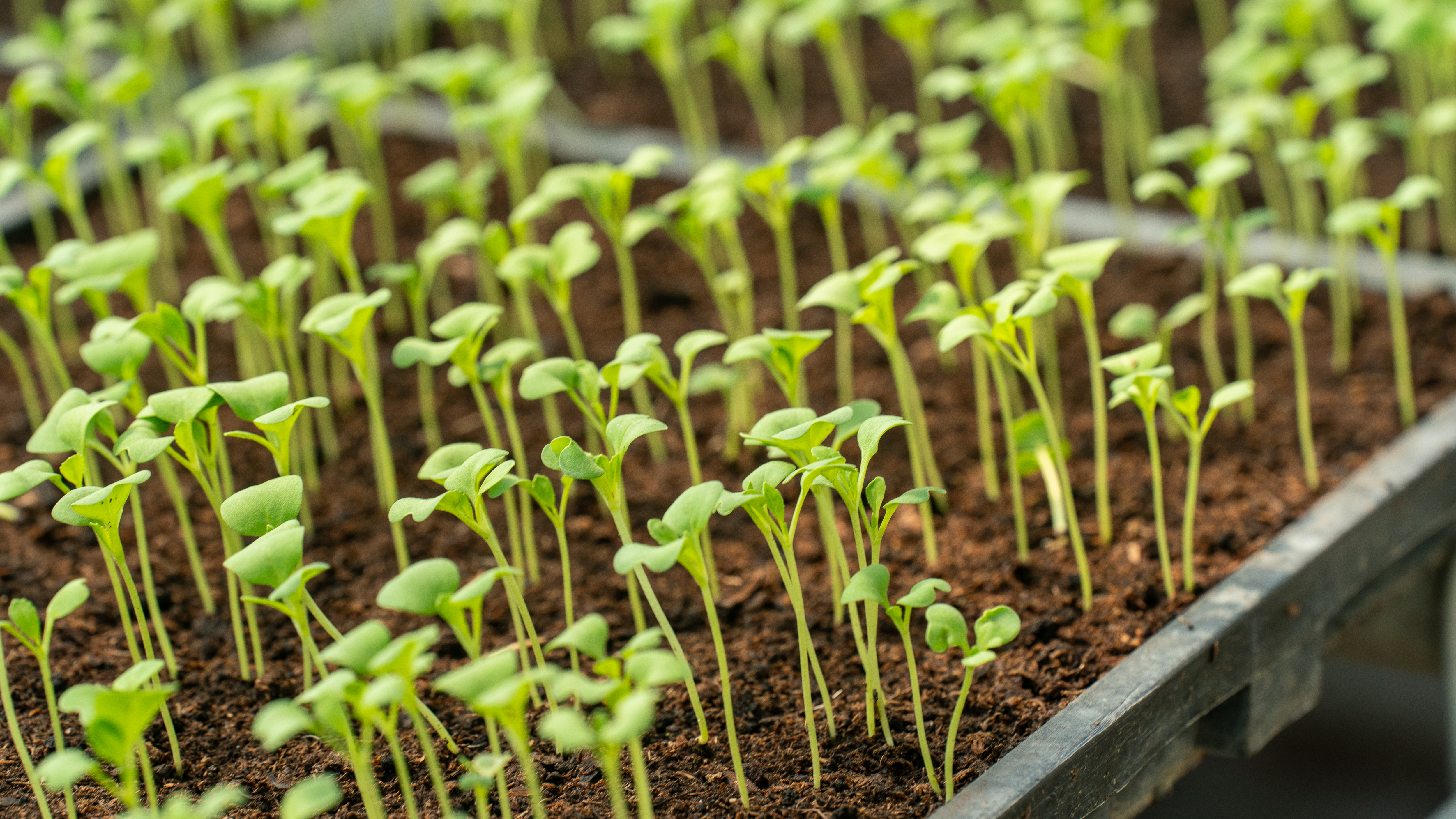 Saving time and space with transplanting