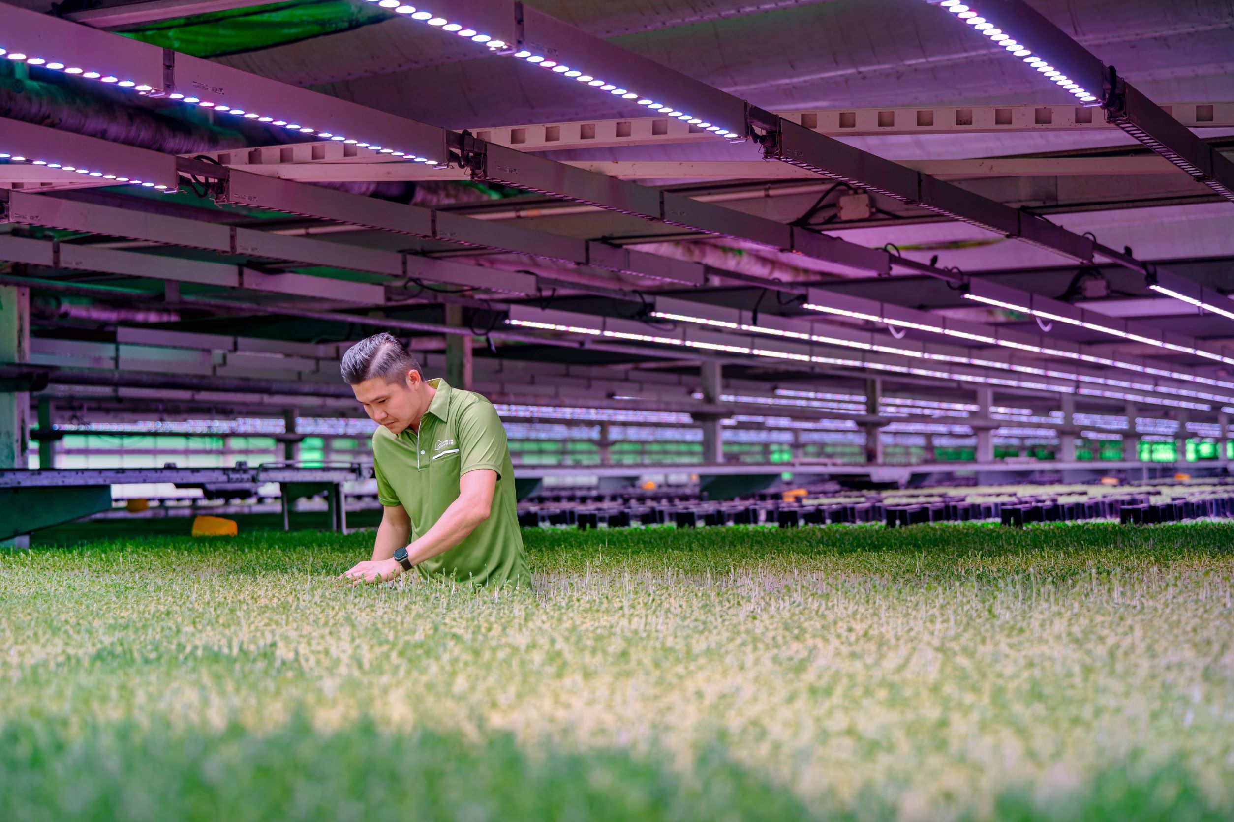 Green Harvest - Dave Huang 2