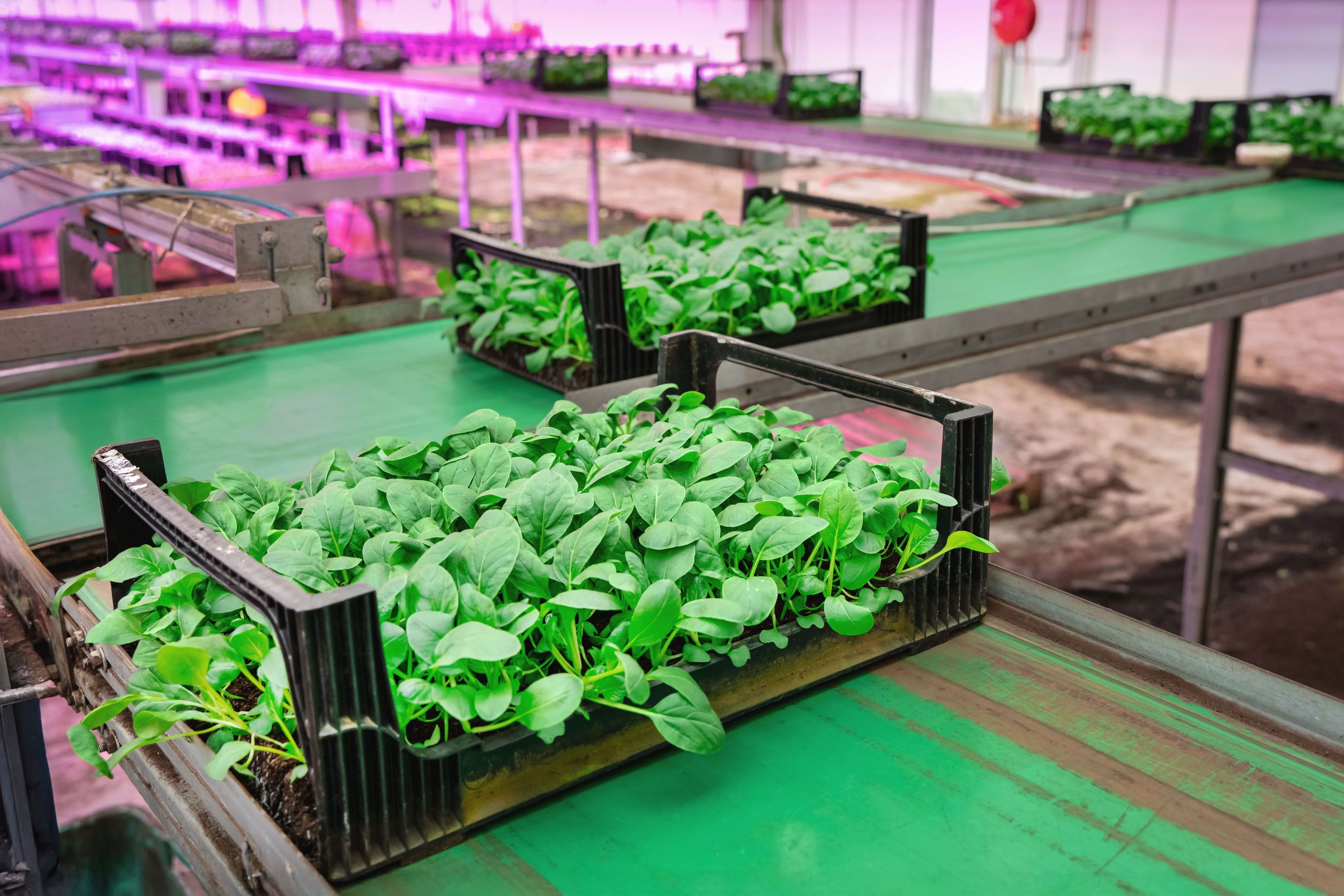 Green Harvest - Greenhouse journey