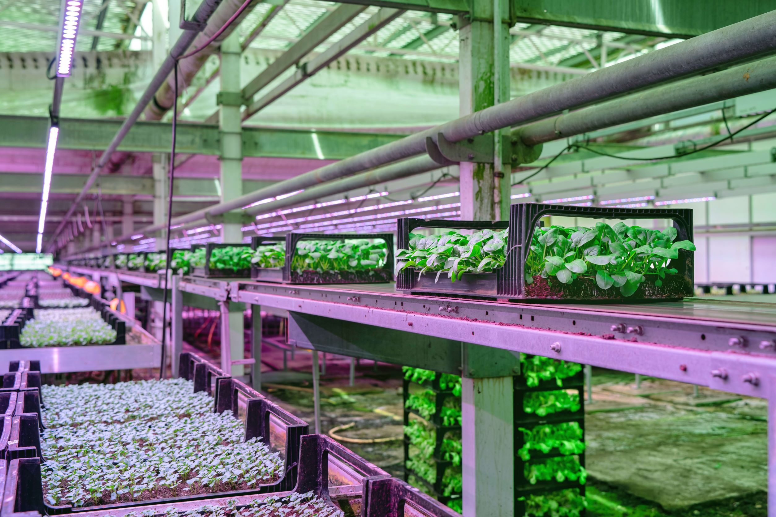 Green Harvest - Irrigation