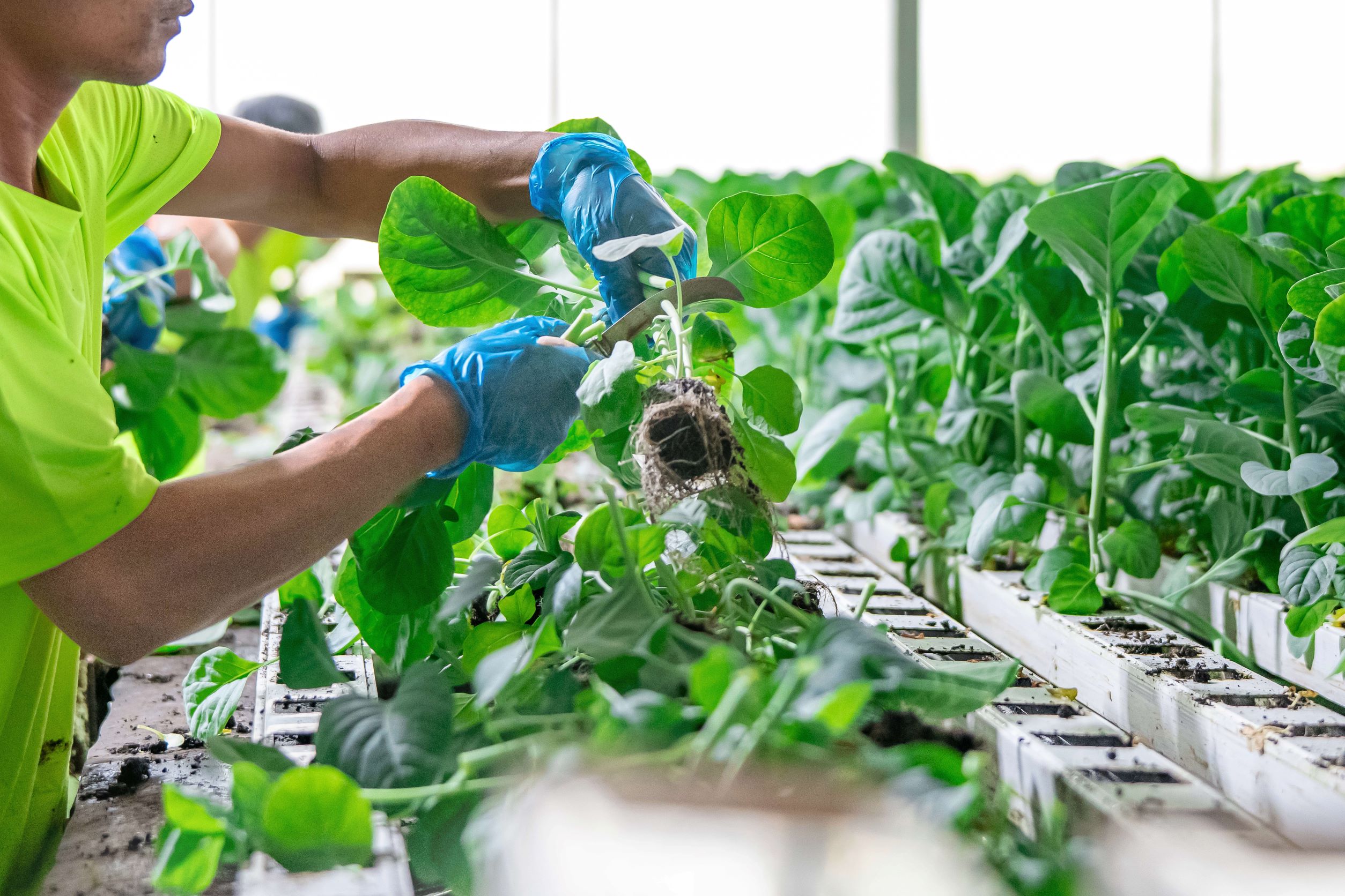 Green Harvest - Komatsuma