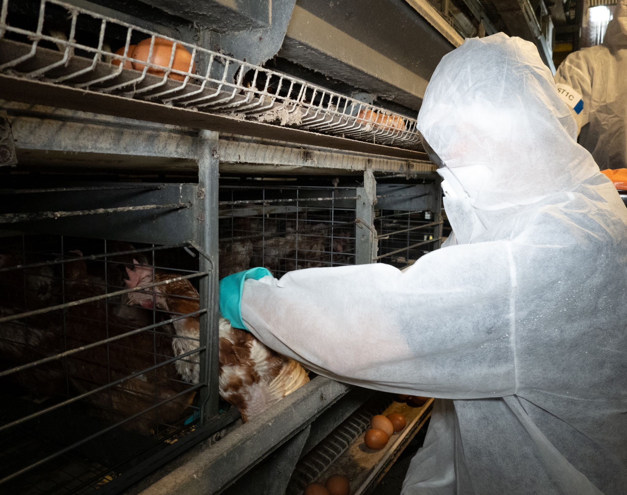 Personnel removing chicken from cage during simulated exercise_Credit SFA 