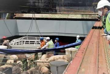Pigs from Pulau Bulan