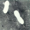 Vibriocholerae
