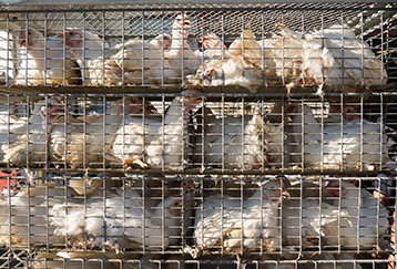 import-export-and-transhipment-of-live-poultry-and-live-stock